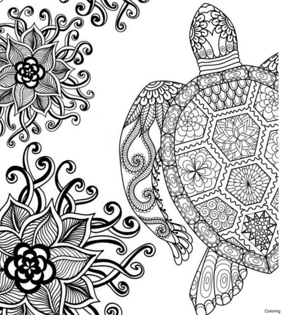 Coloringrocks turtle coloring pages printable adult coloring pages free adult coloring pages