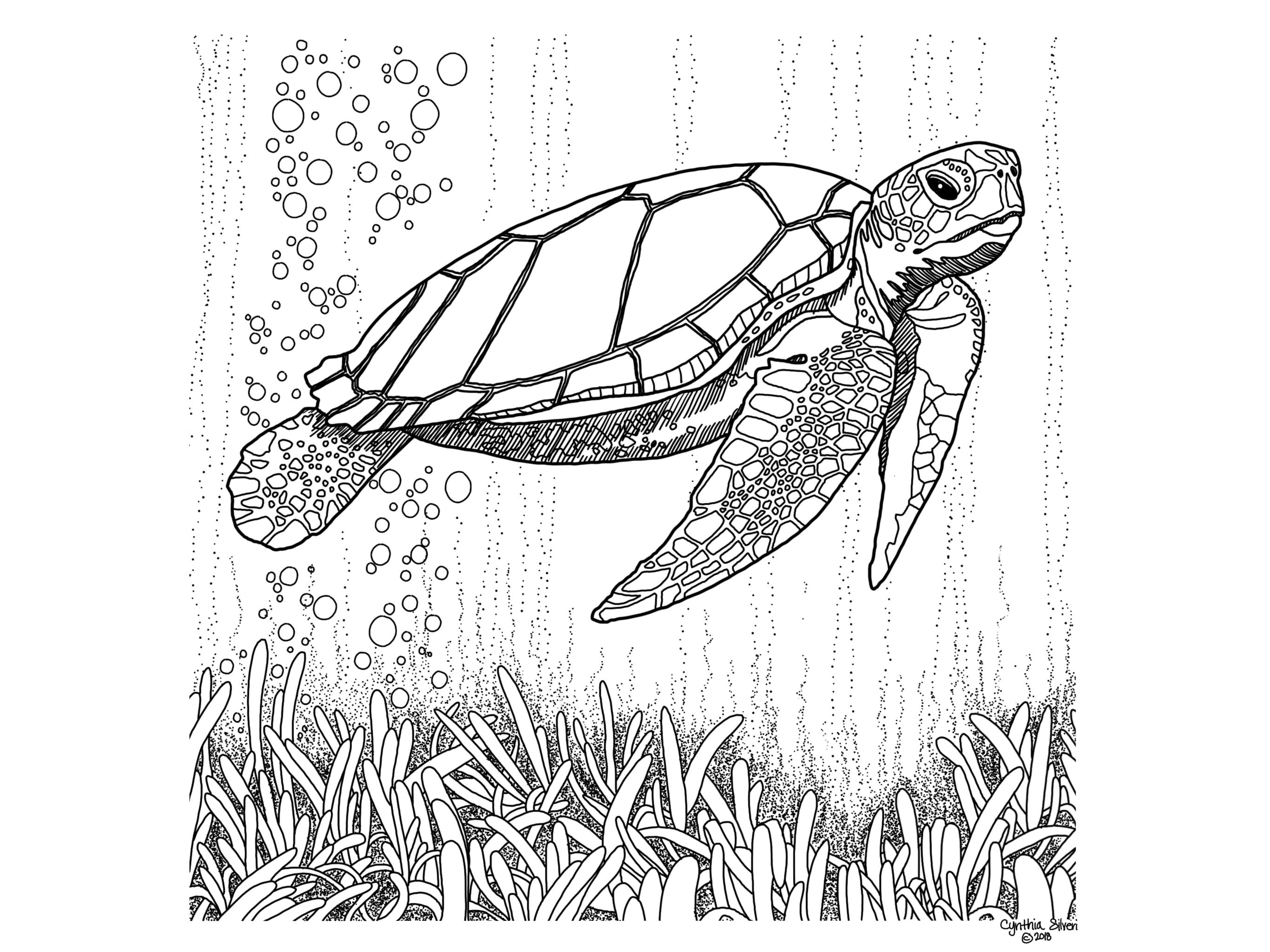 Printable sea turtle art illustration coloring page craft image collage
