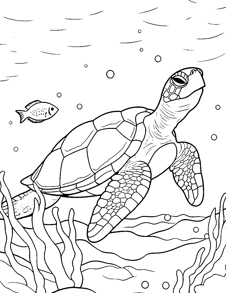 Turtle coloring pages free printable sheets