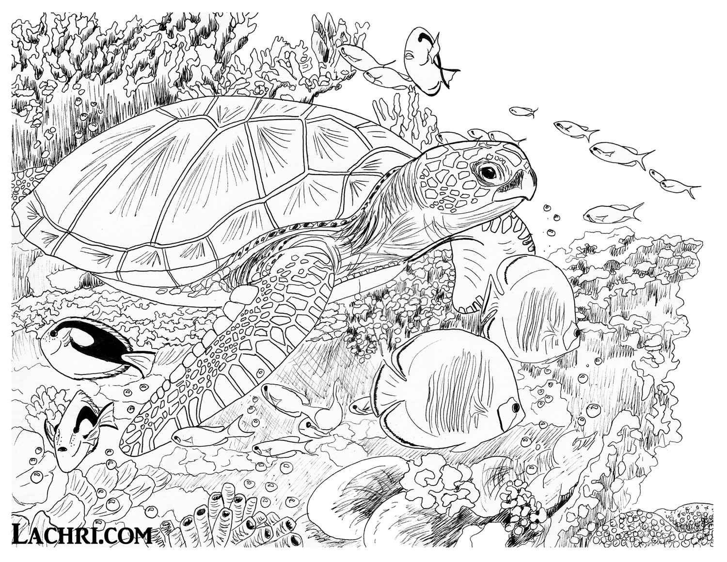 Sea turtle colored pencil tutorial fine art