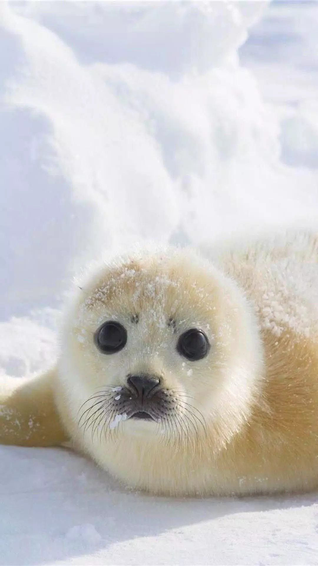 Harp seal hd wallpapers apk for android download