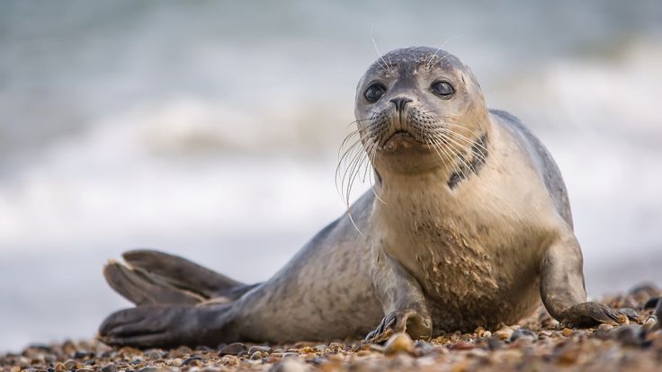 Seal baby seal harbor seal mammal wildlife marine mammal whiskers cuteness cute p wallpaper hdwallpaper desktop ðñððµðñ ðððµðºðððñðññððµ ððððñðñðµ