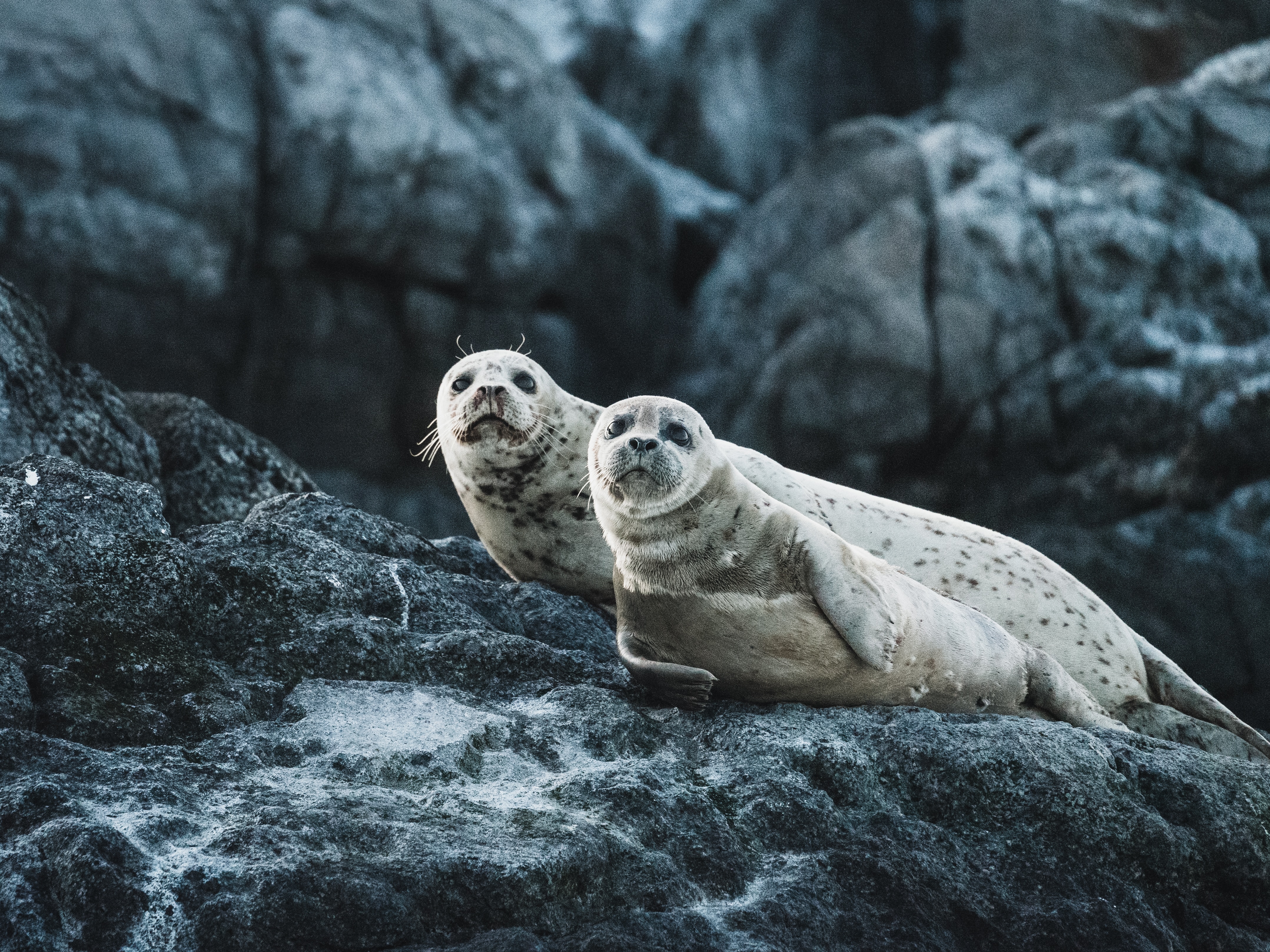 Seals k hd animals k wallpapers images backgrounds photos and pictures