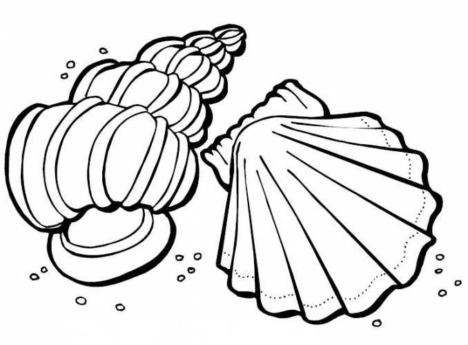 Free printable seashell coloring pages for kids ocean coloring pages beach coloring pages coloring pages