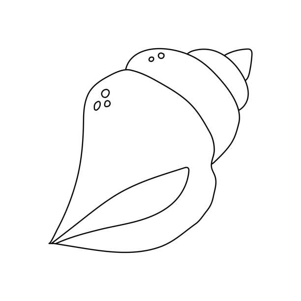 Seashell coloring pages stock illustrations royalty