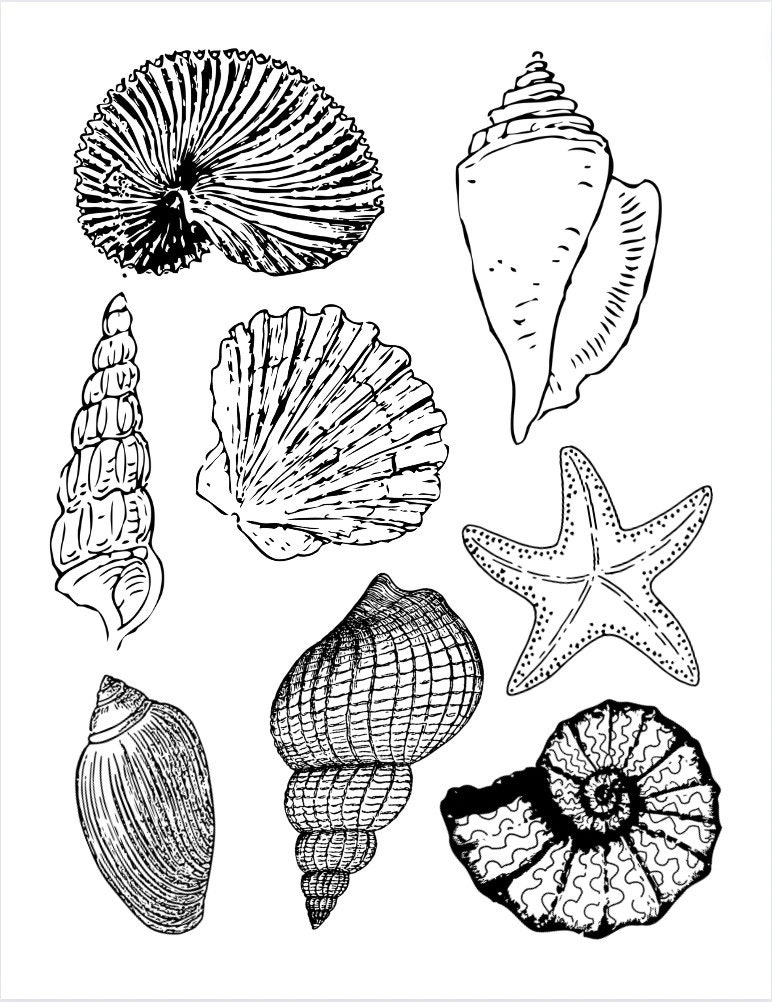 Seashell coloring page