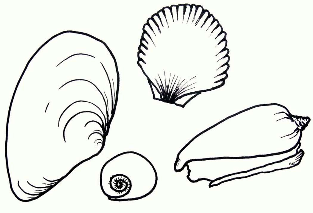 Free coloring pages of seashells download free coloring pages of seashells png images free cliparts on clipart library