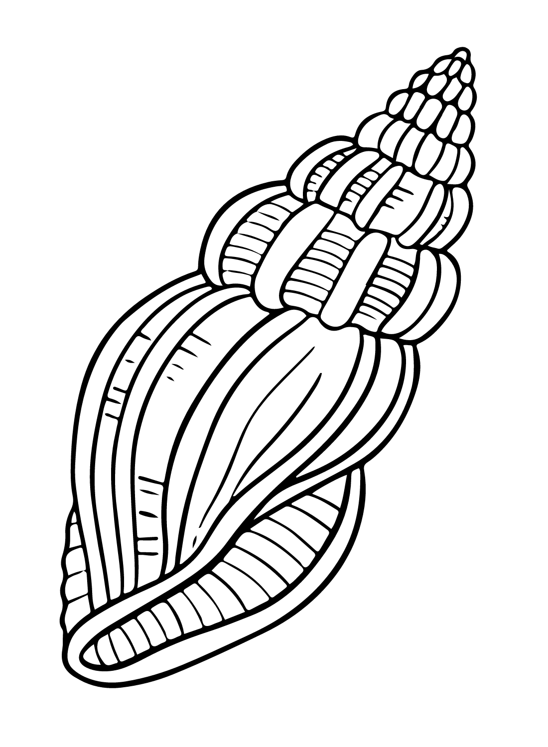 Sea snail coloring pages printable for free download