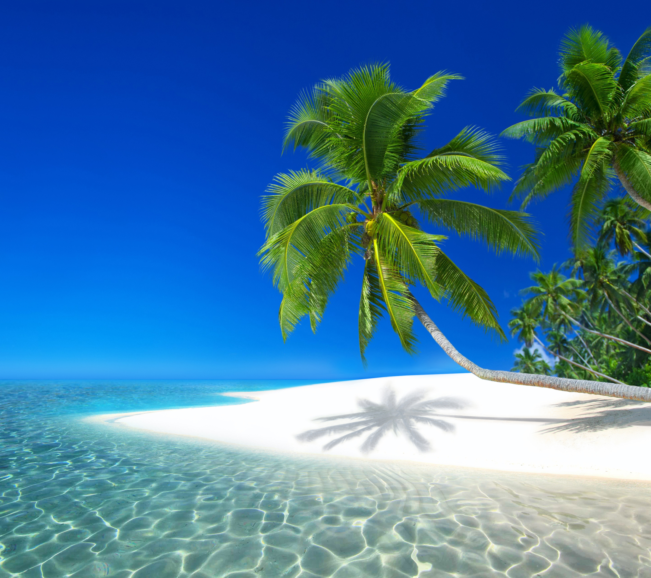 Hd desktop sea beach earth island tropical seychelles palm tree download free picture