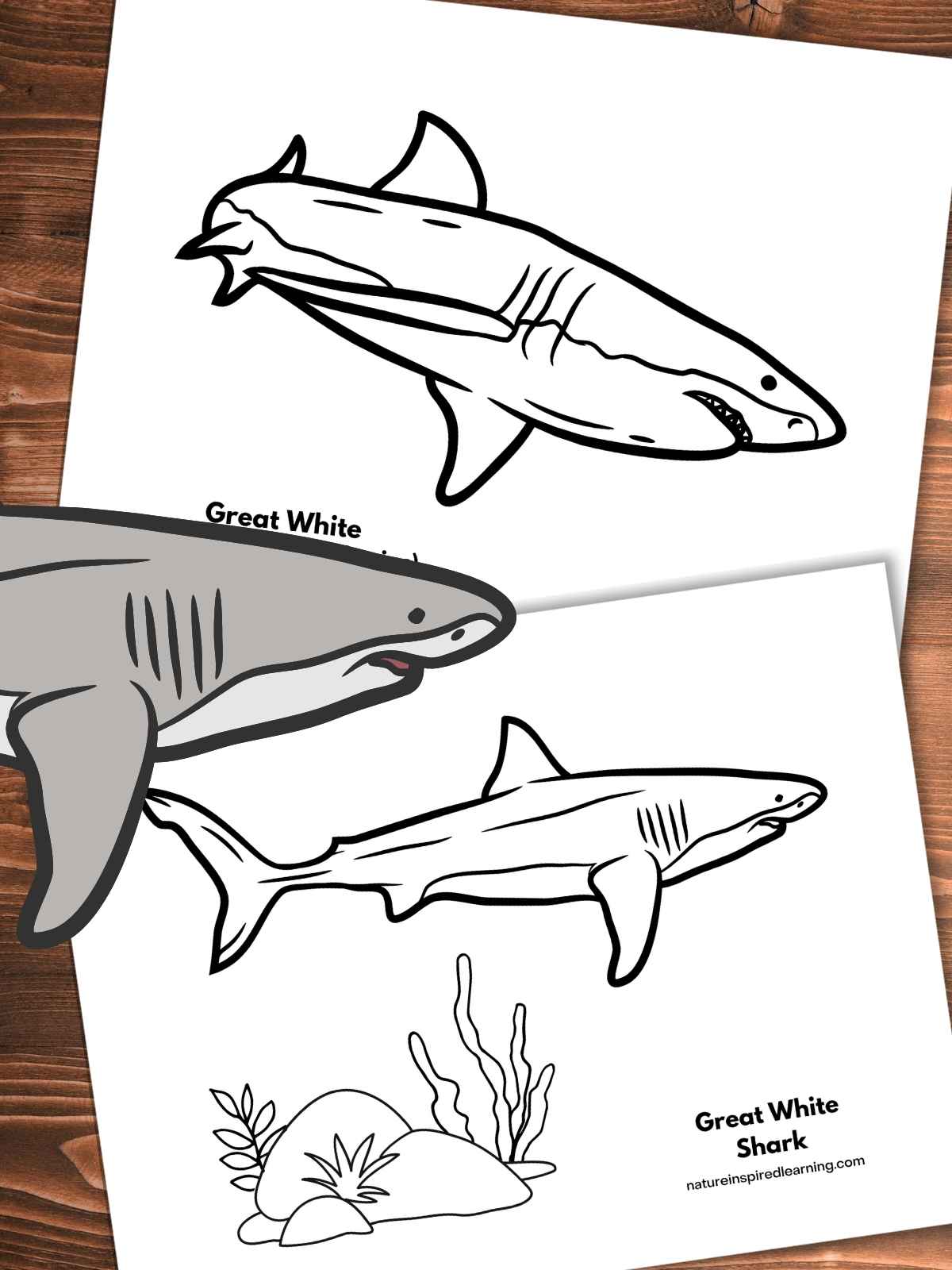 Great white shark coloring pages