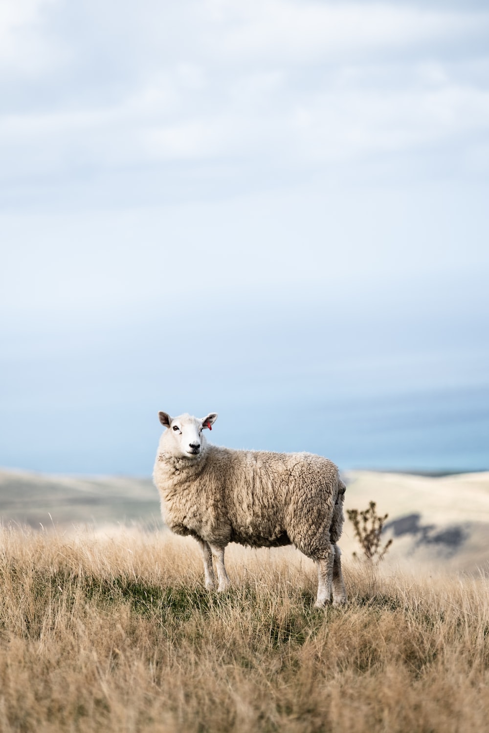 Sheep images download free pictures on