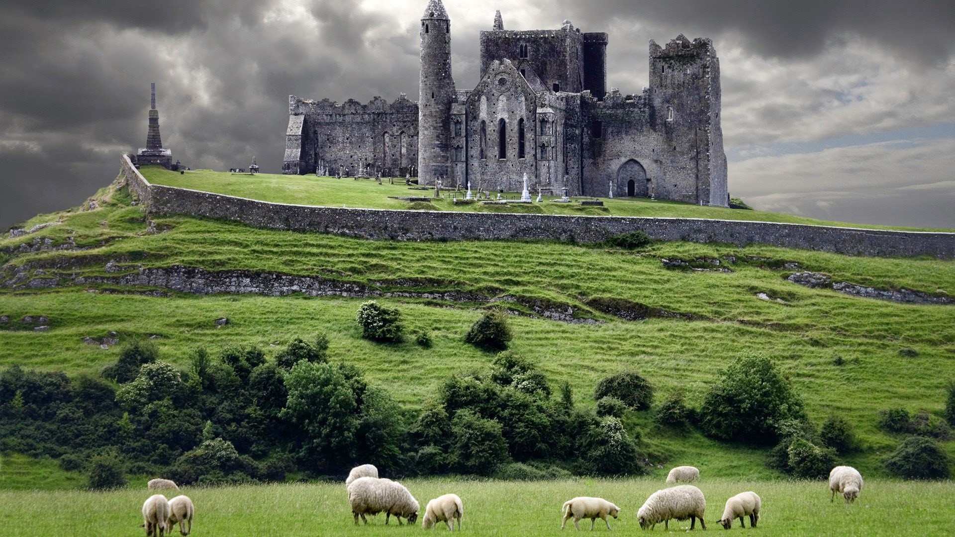 Sheep in the pasture at the castle in ireland desktop wallpapers x