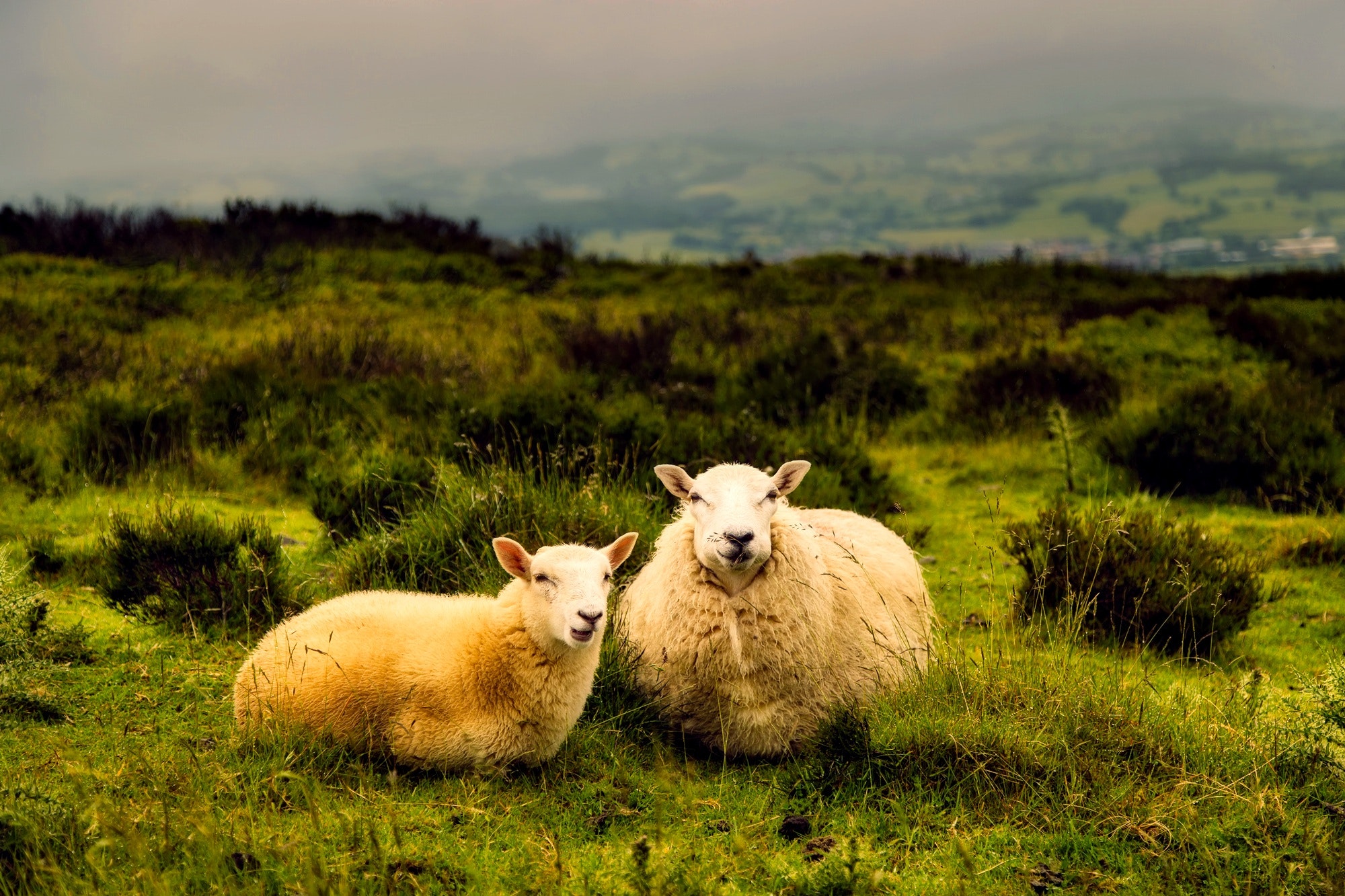 Best sheep photos