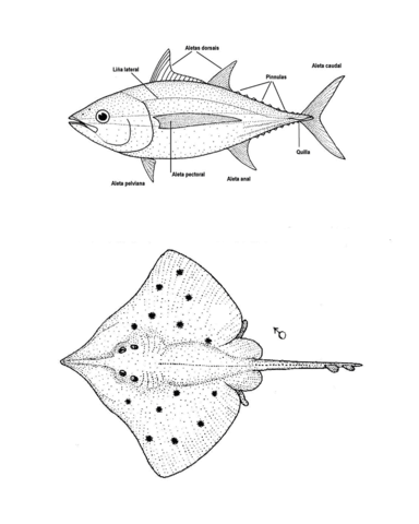 Dipturus innominatus new zealand smooth skate coloring page free printable coloring pages