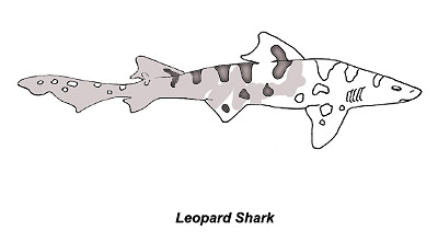 Shark species coloring pages â discover fishes
