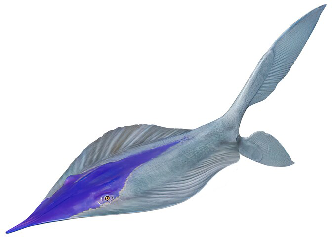 Flat skate fish avatar wiki