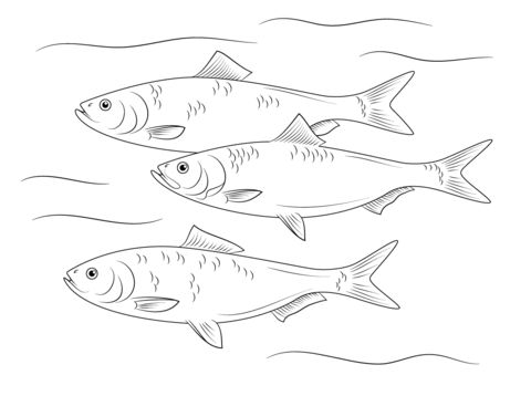 Skipjack herring fish coloring page fish drawings fish coloring page coloring pages