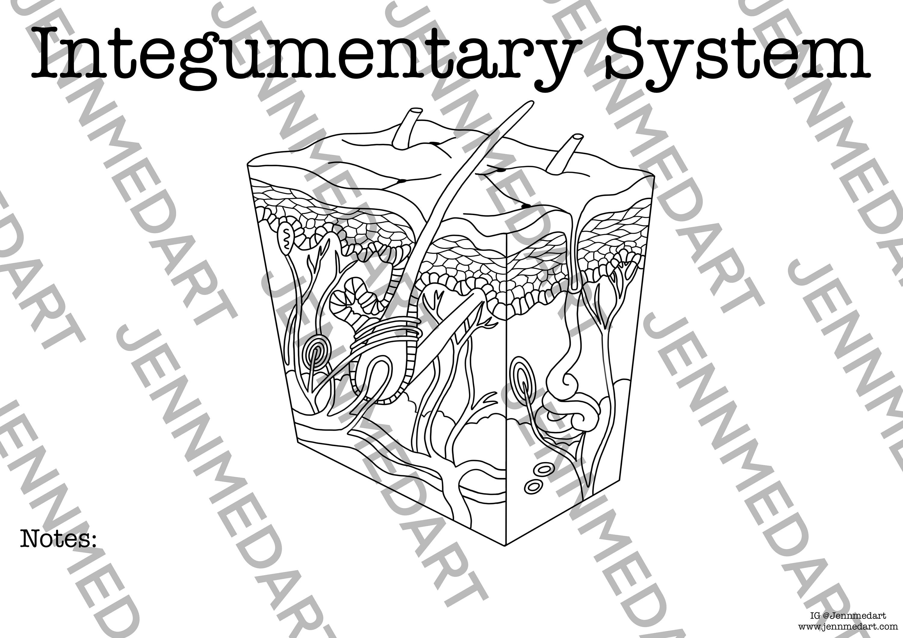 Integumentary anatomy coloring page