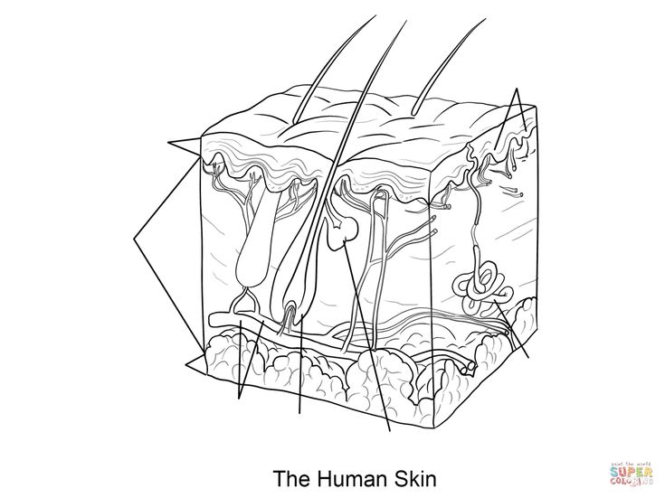 Human skin coloring page dermis subcutaneous tissue epidermis anatomy coloring book skin anatomy color worksheets