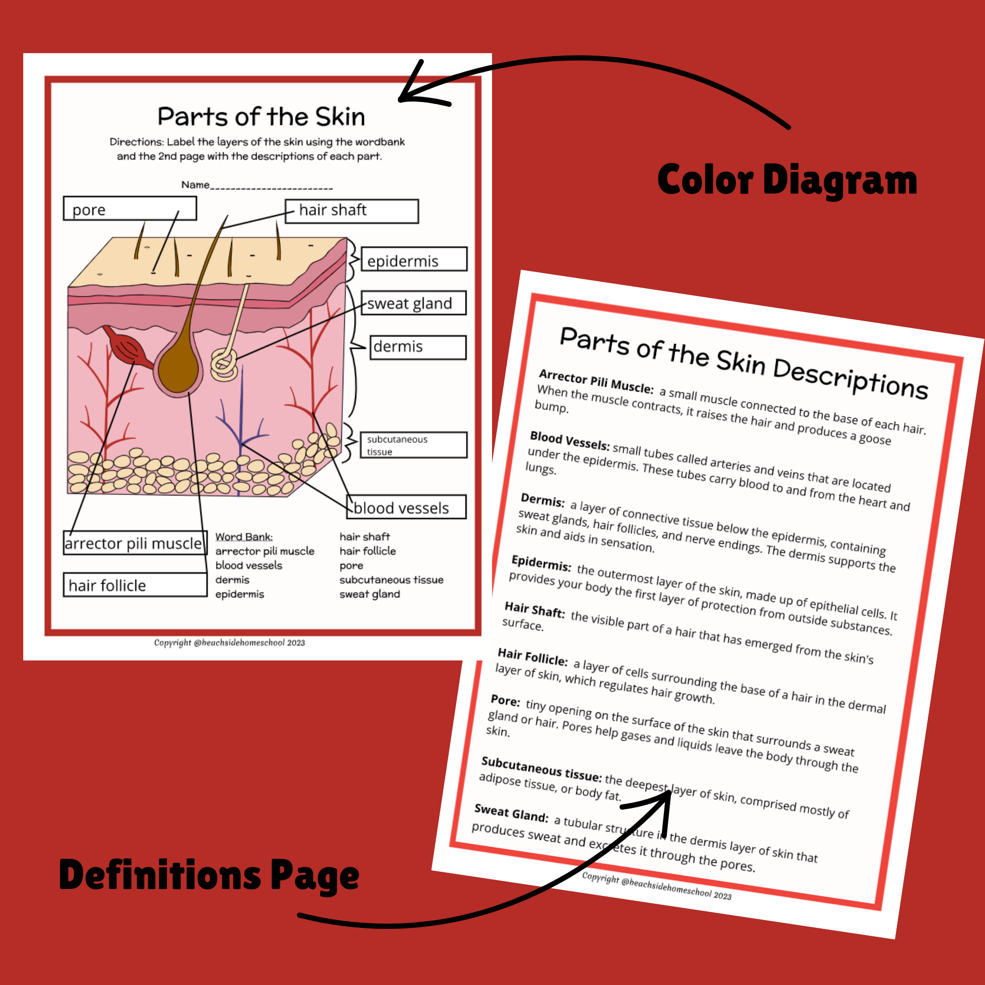 Skin layers parts labeling diagram