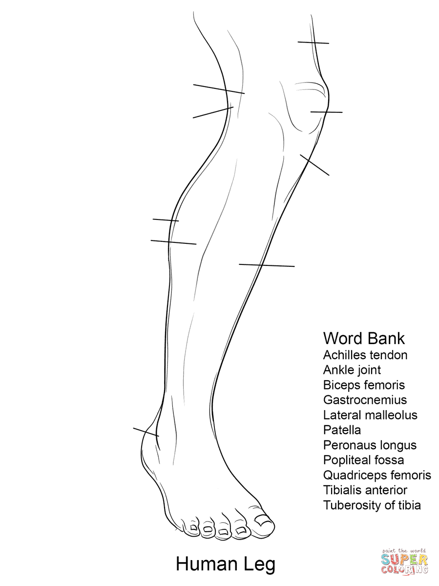 Human leg anatomy worksheet coloring page free printable coloring pages