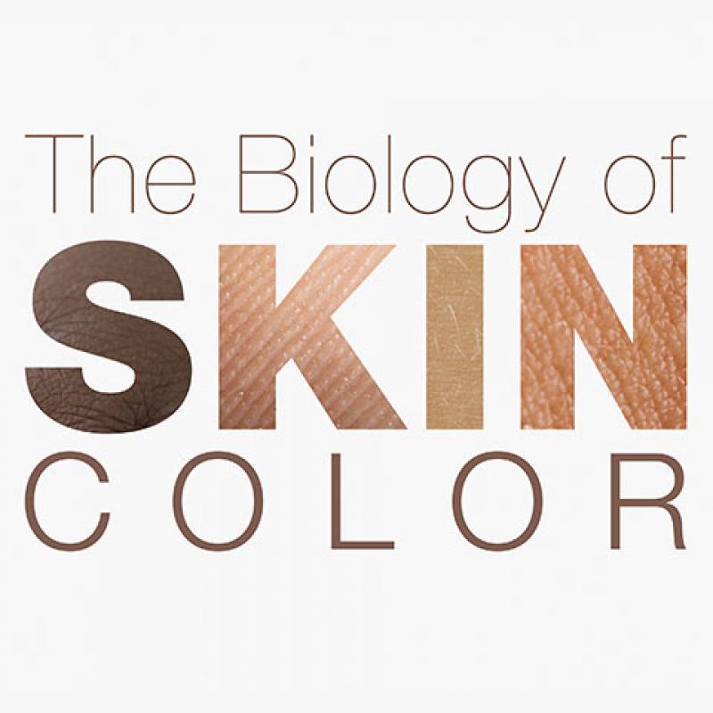 Interactive exploration of how we get our skin color