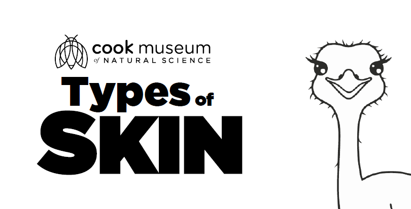 Types of skin coloring page cook museum of natural science