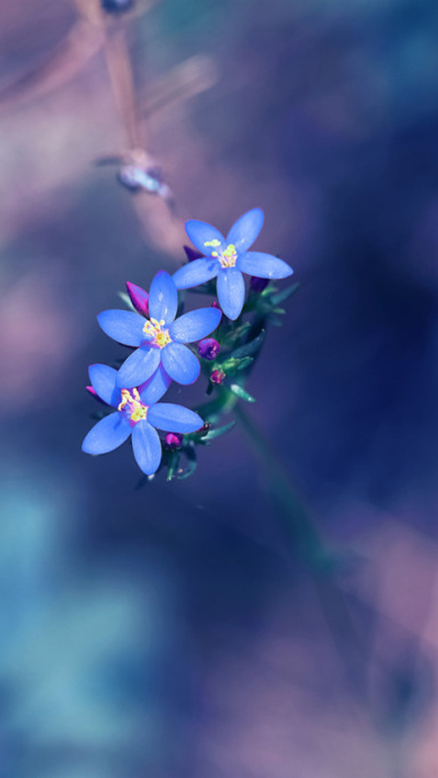 Small fresh blue flowers iphone wallpapers free download