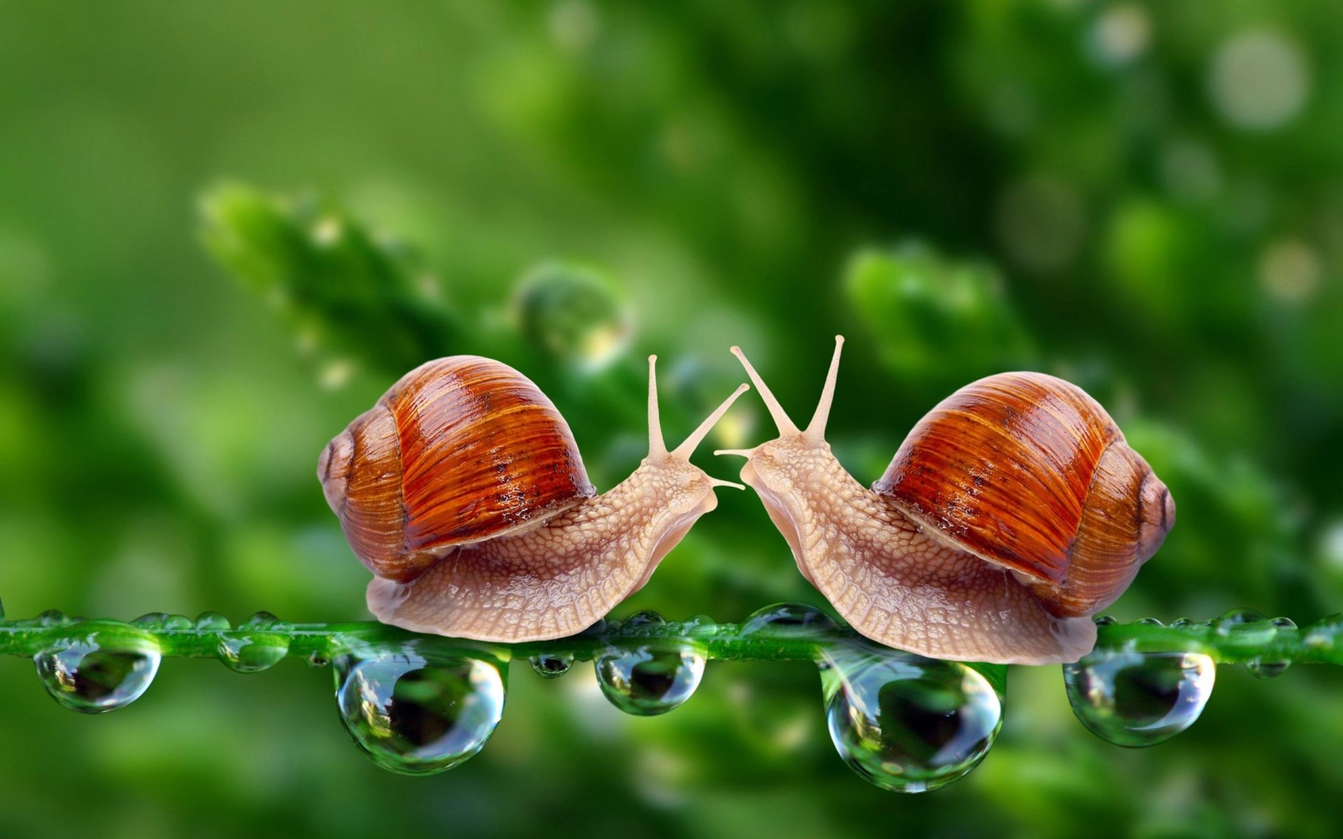 Snail hd papers and backgrounds