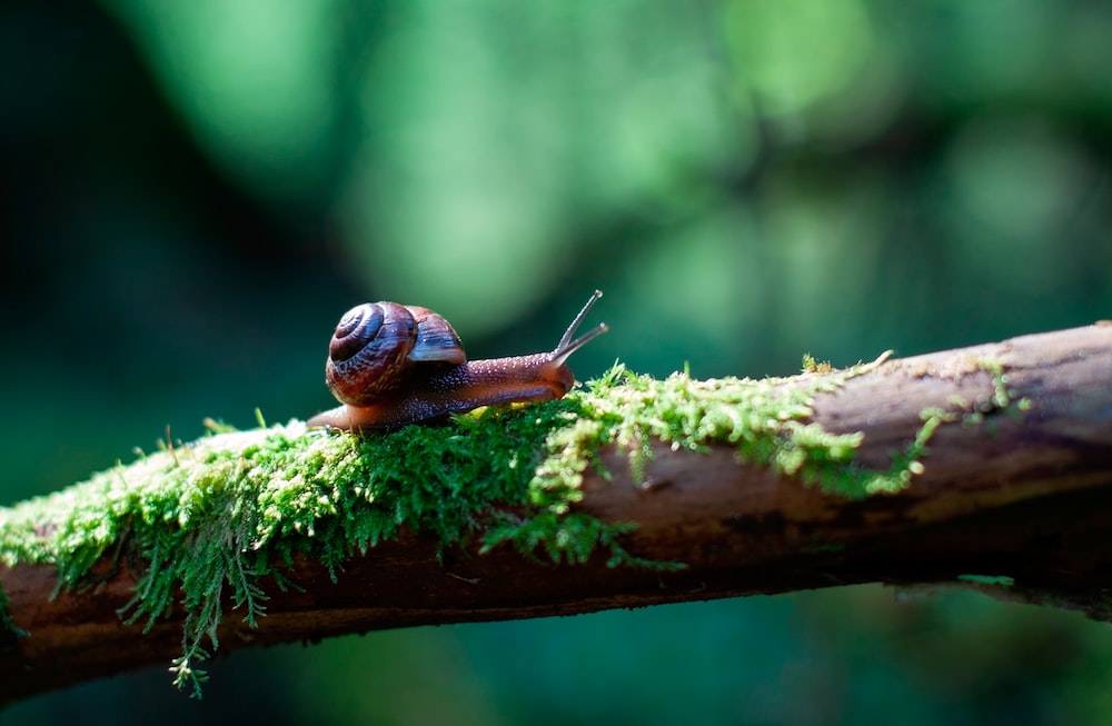 Snail pictures hq download free images on