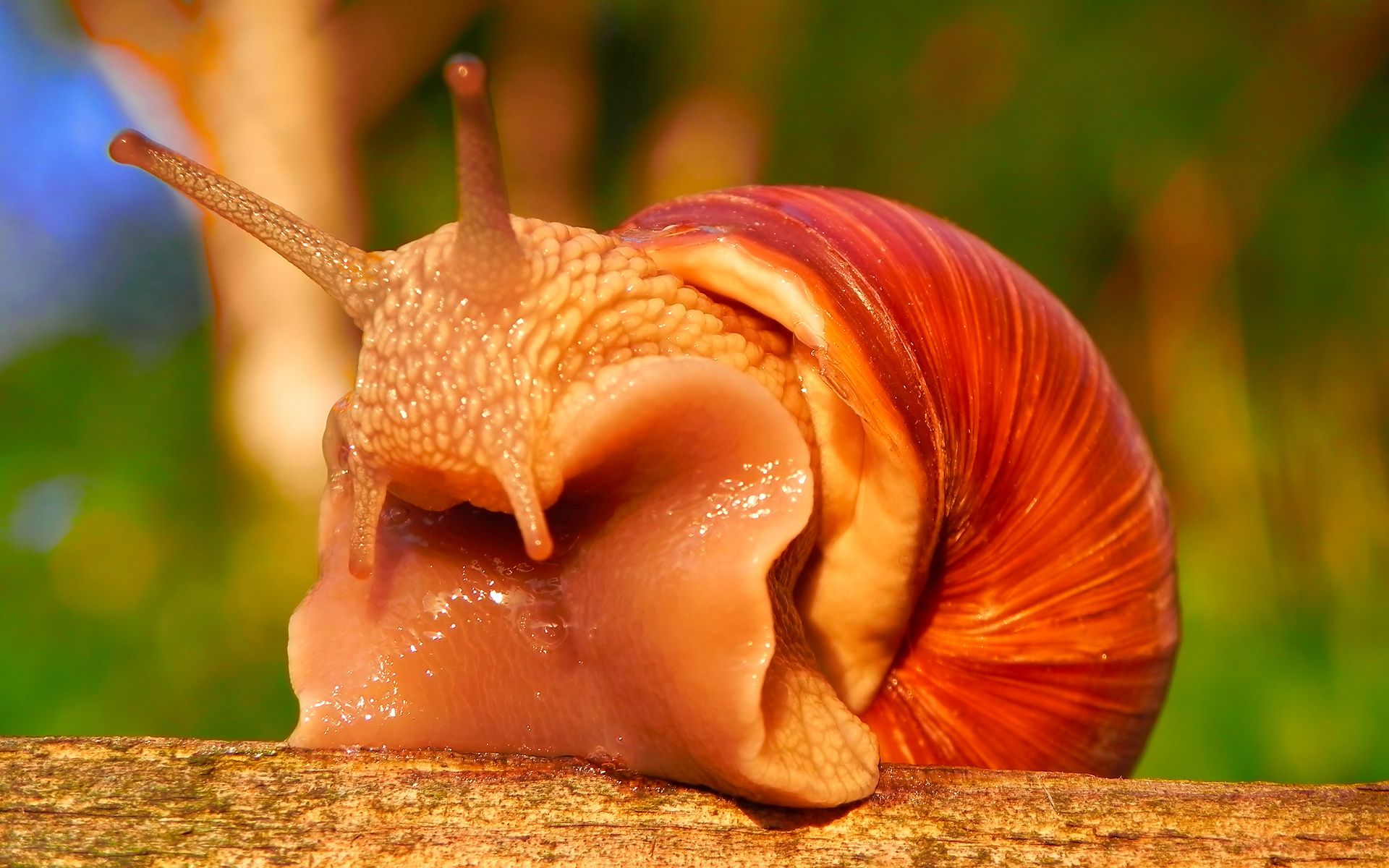Snail puter wallpapers desktop backgrounds x id snail animals beautiful animals