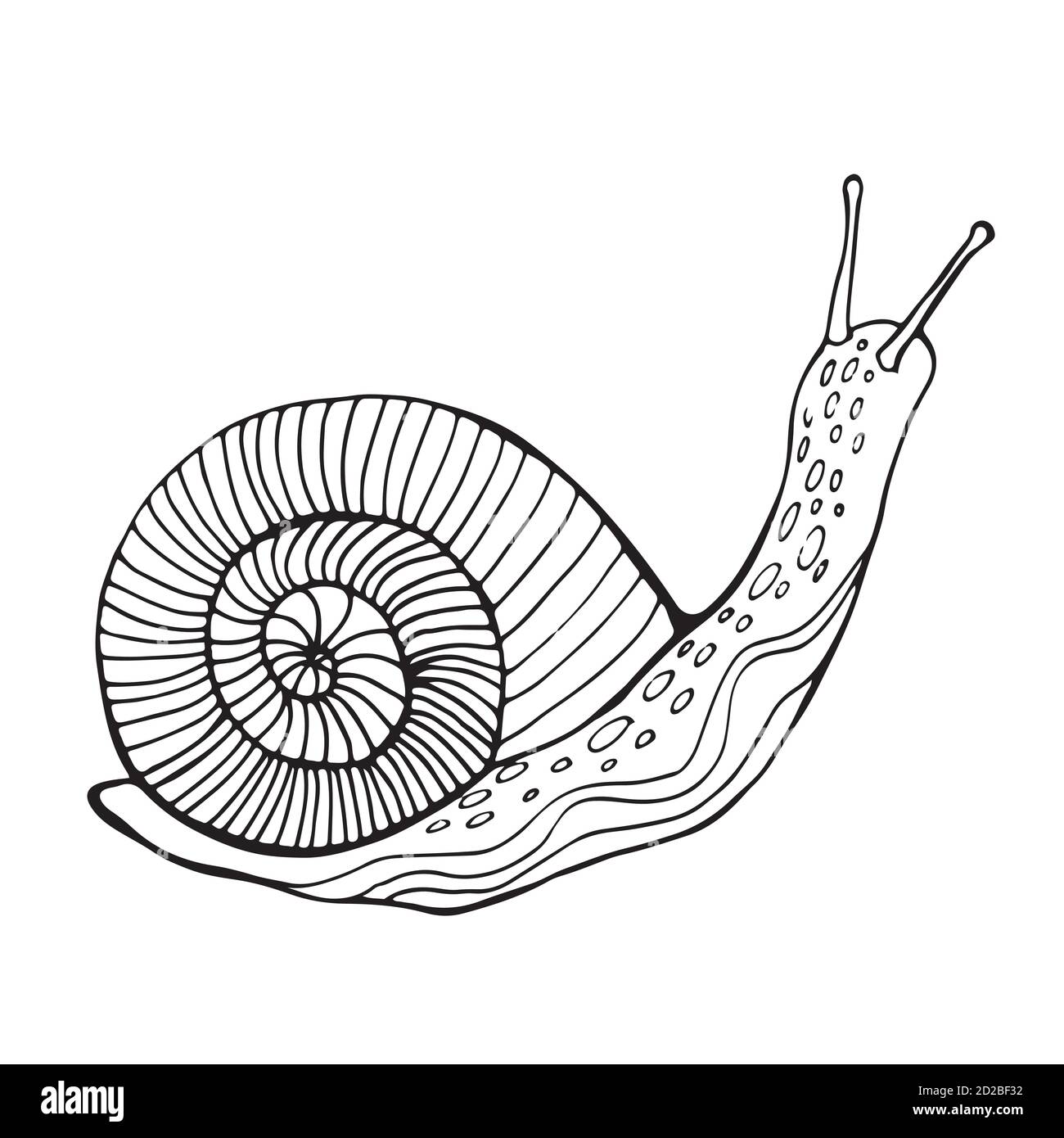 Snail coloring page for children and adults stock vector image art
