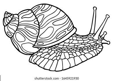 Vector illustration hand drawing snail coloring stock vector royalty free