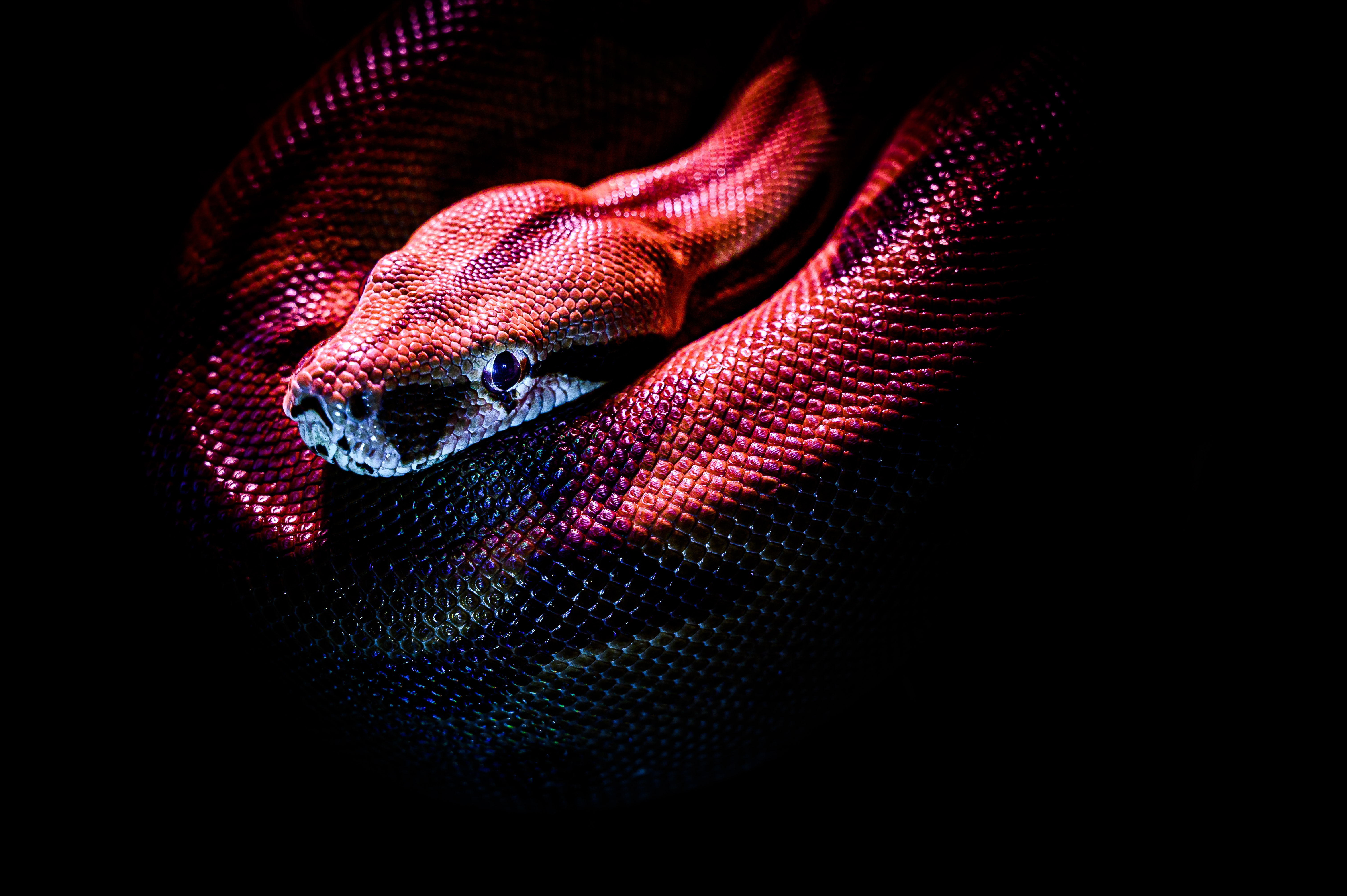 Snake photos download the best free snake stock photos hd images