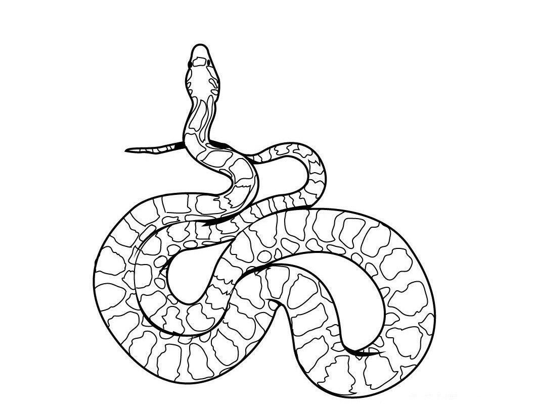 Corn snake animal coloring pages snake coloring pages coloring pages