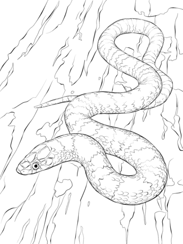 Kingsnake coloring pages free coloring pages