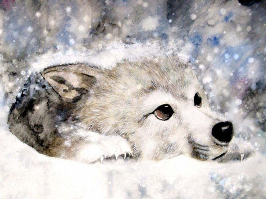 Snow baby wolves wallpapers