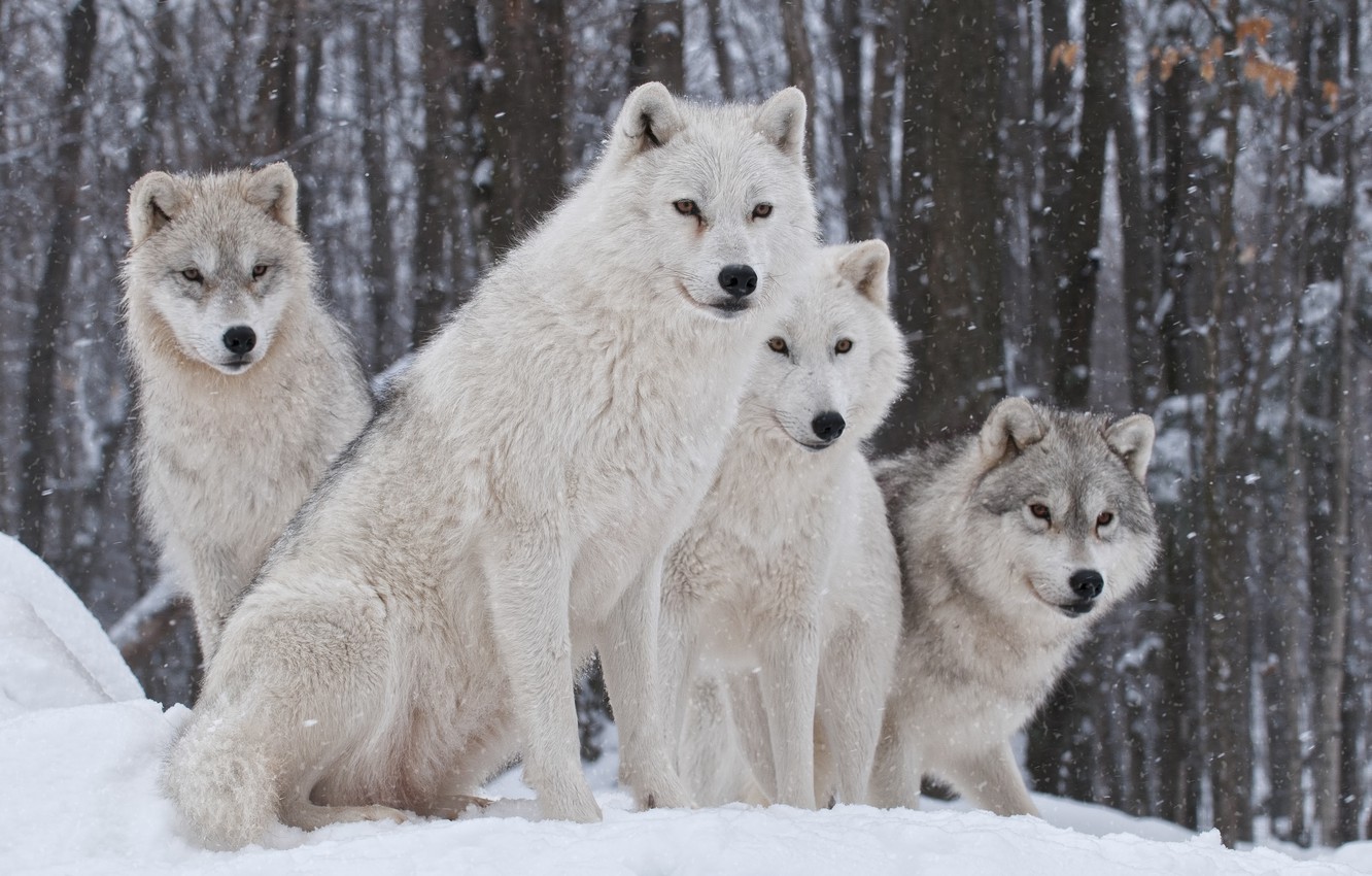 Wallpaper nature predator family wolves wintersnow images for desktop section ððððñðñðµ