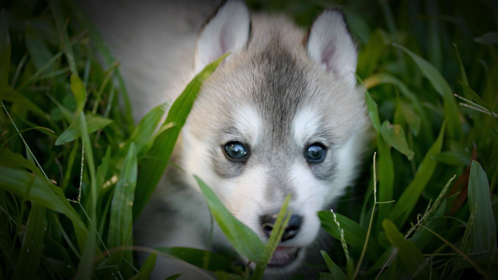 Cute baby wolf