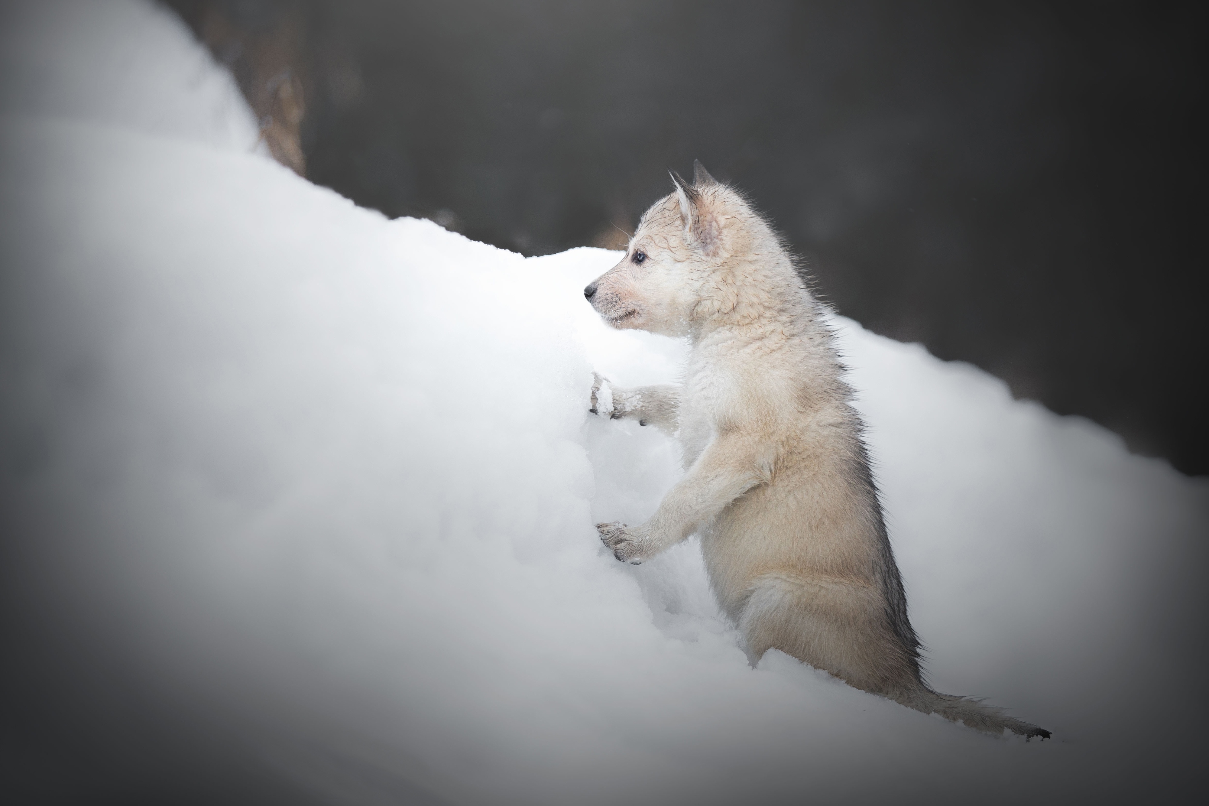 Baby wolf in the snow