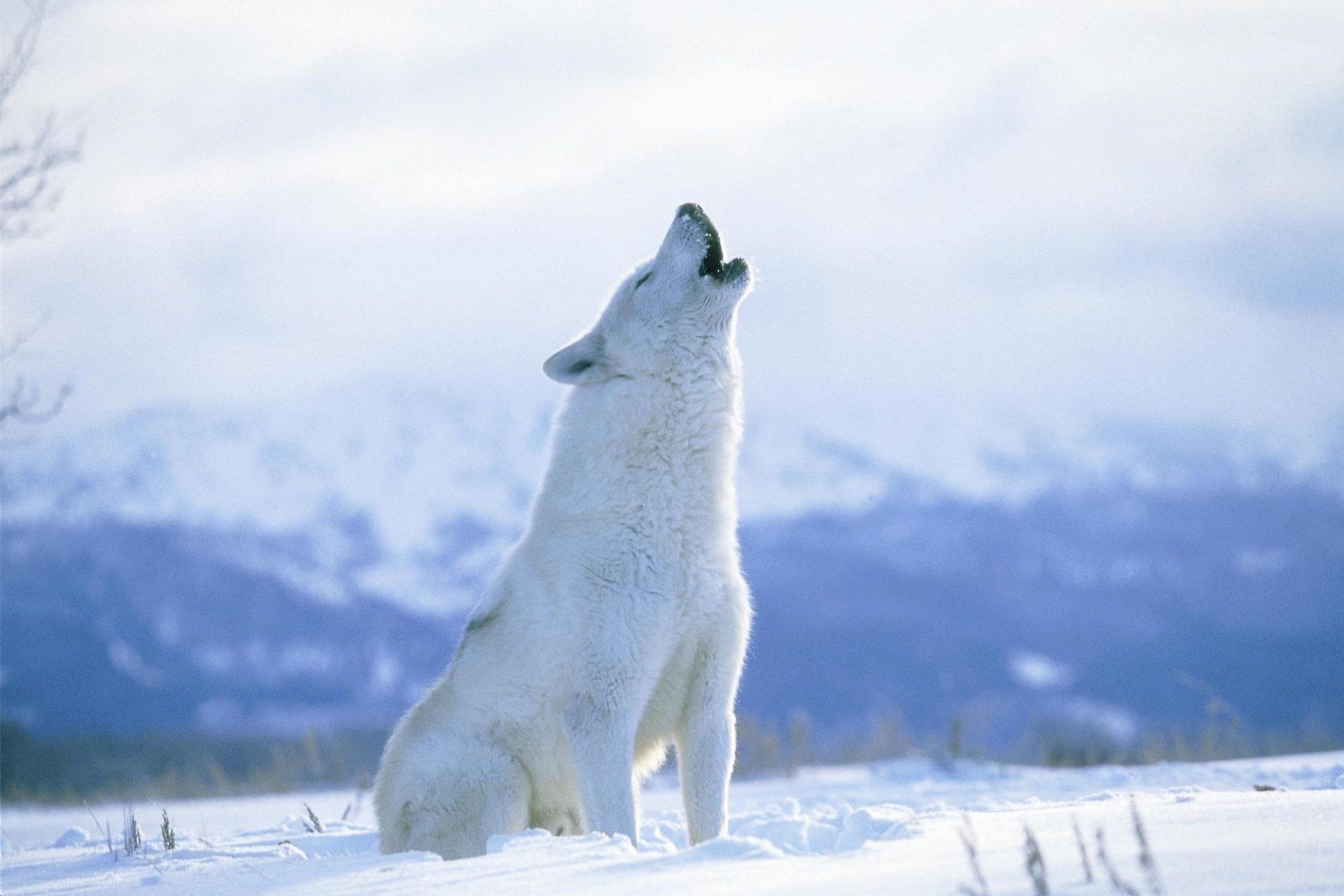 K snow wolf wallpapers
