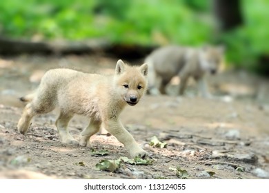 Baby wolf snow images stock photos vectors
