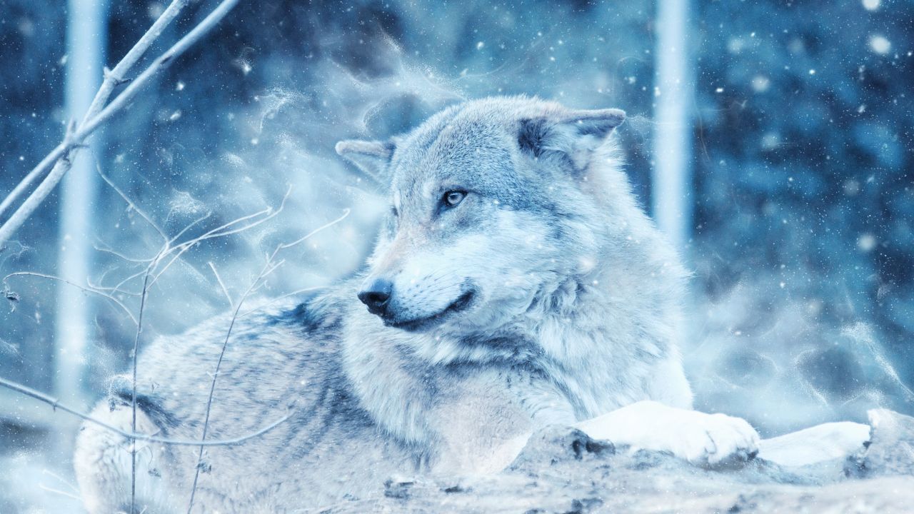 Wolves in snow wallpapers