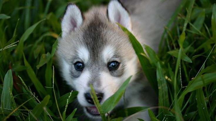 Baby wolf in grass wallpapers lupo