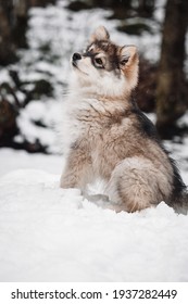 Baby wolf in snow stock photos images photography