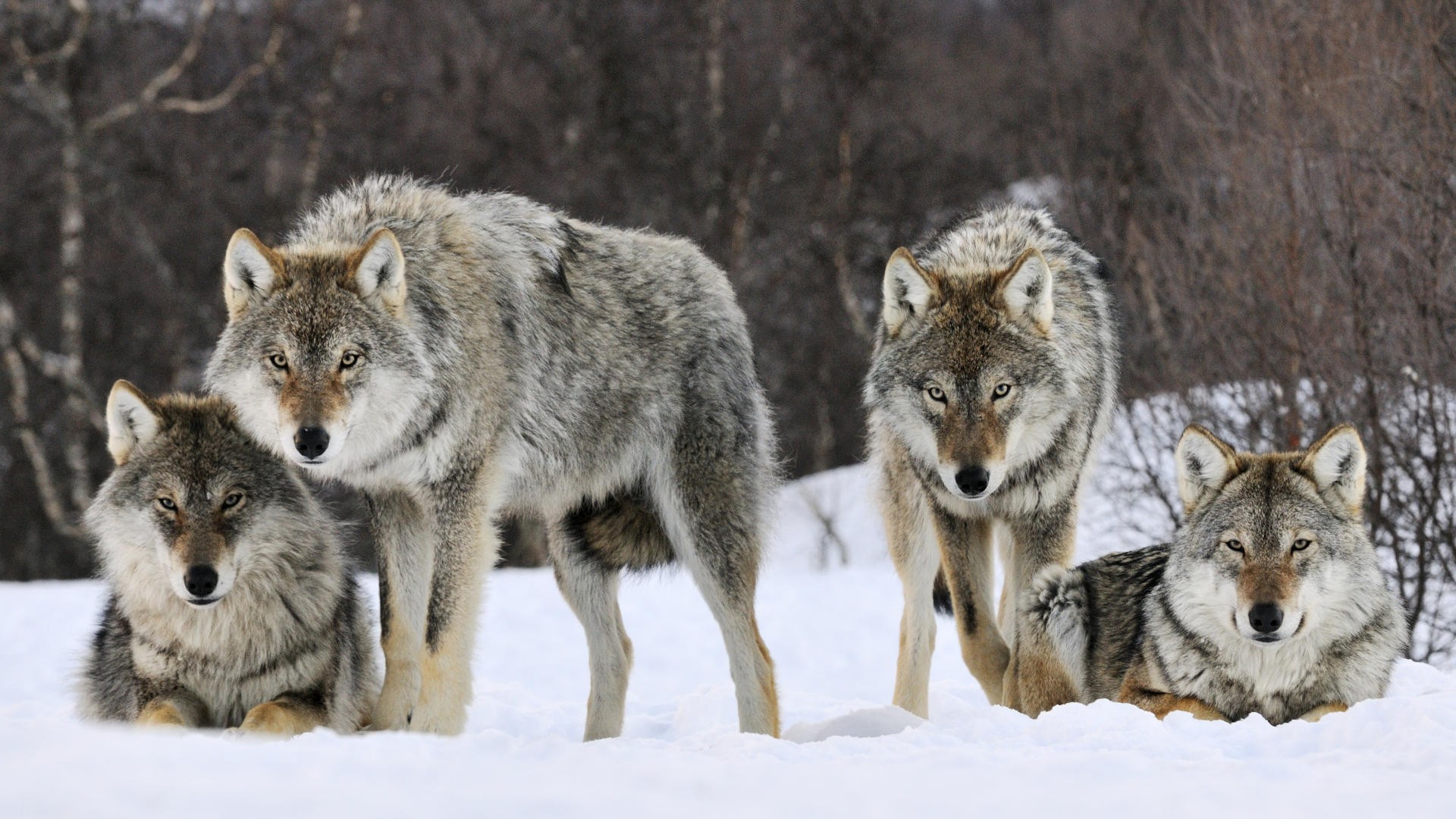Animals snow wolf