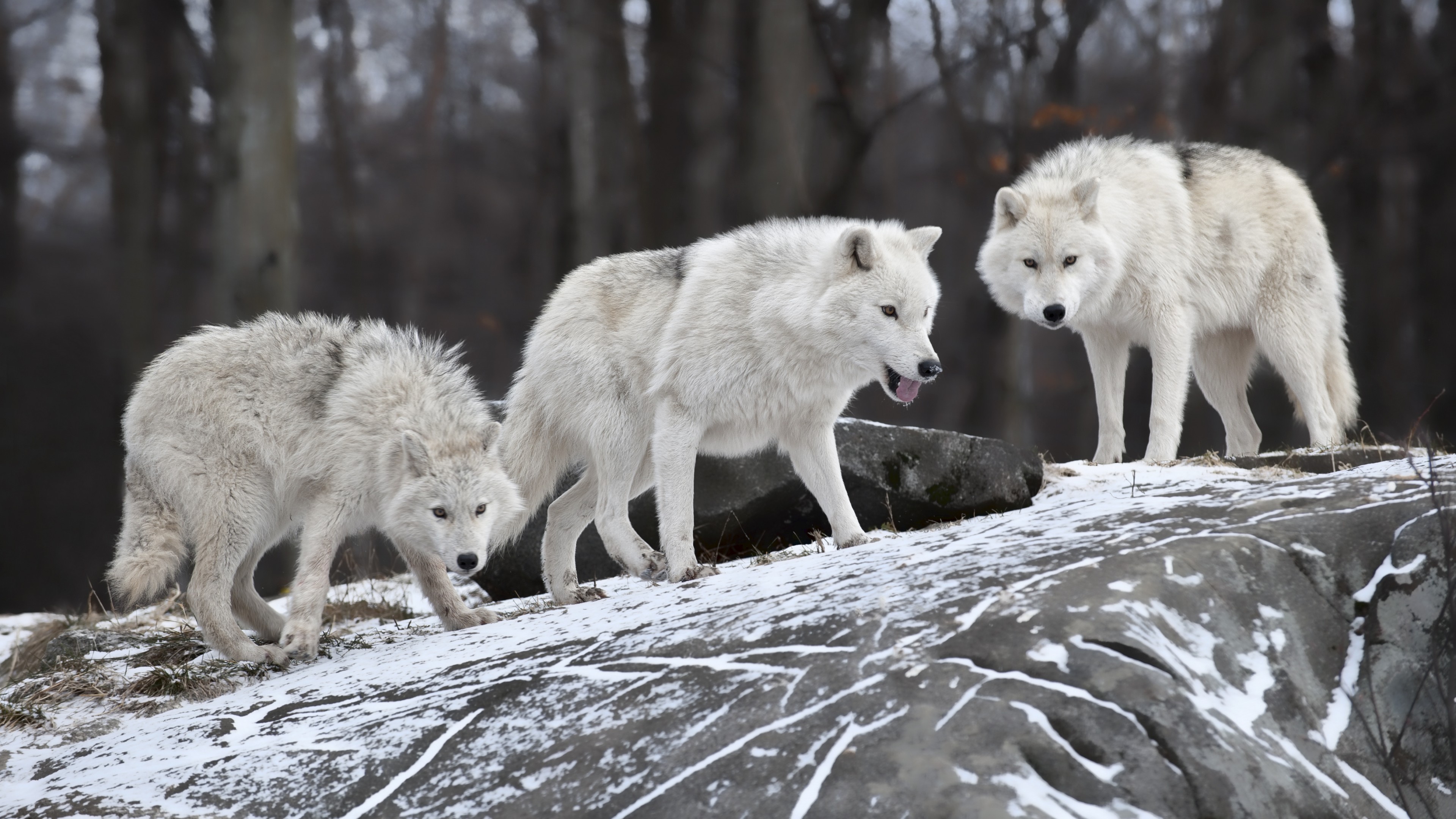 Wallpaper wolf forest snow cute animals animals