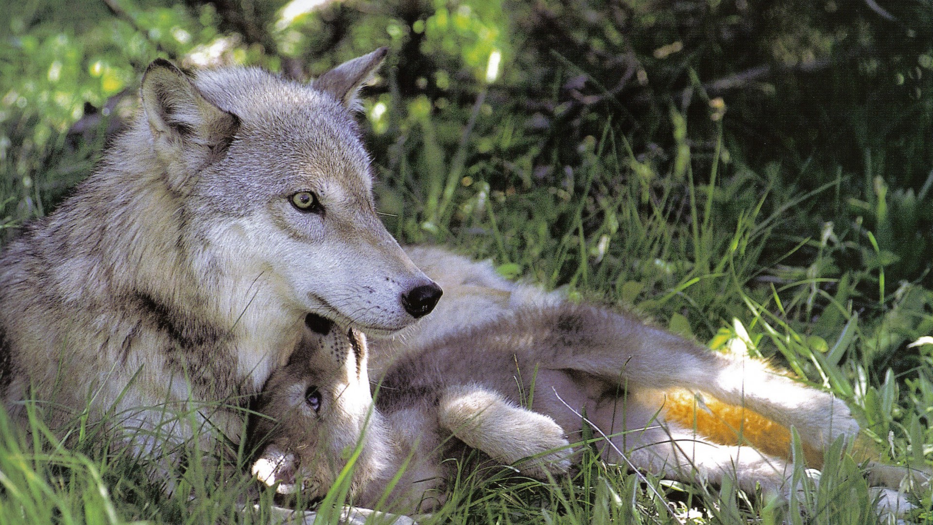 Wolf mother with her pup