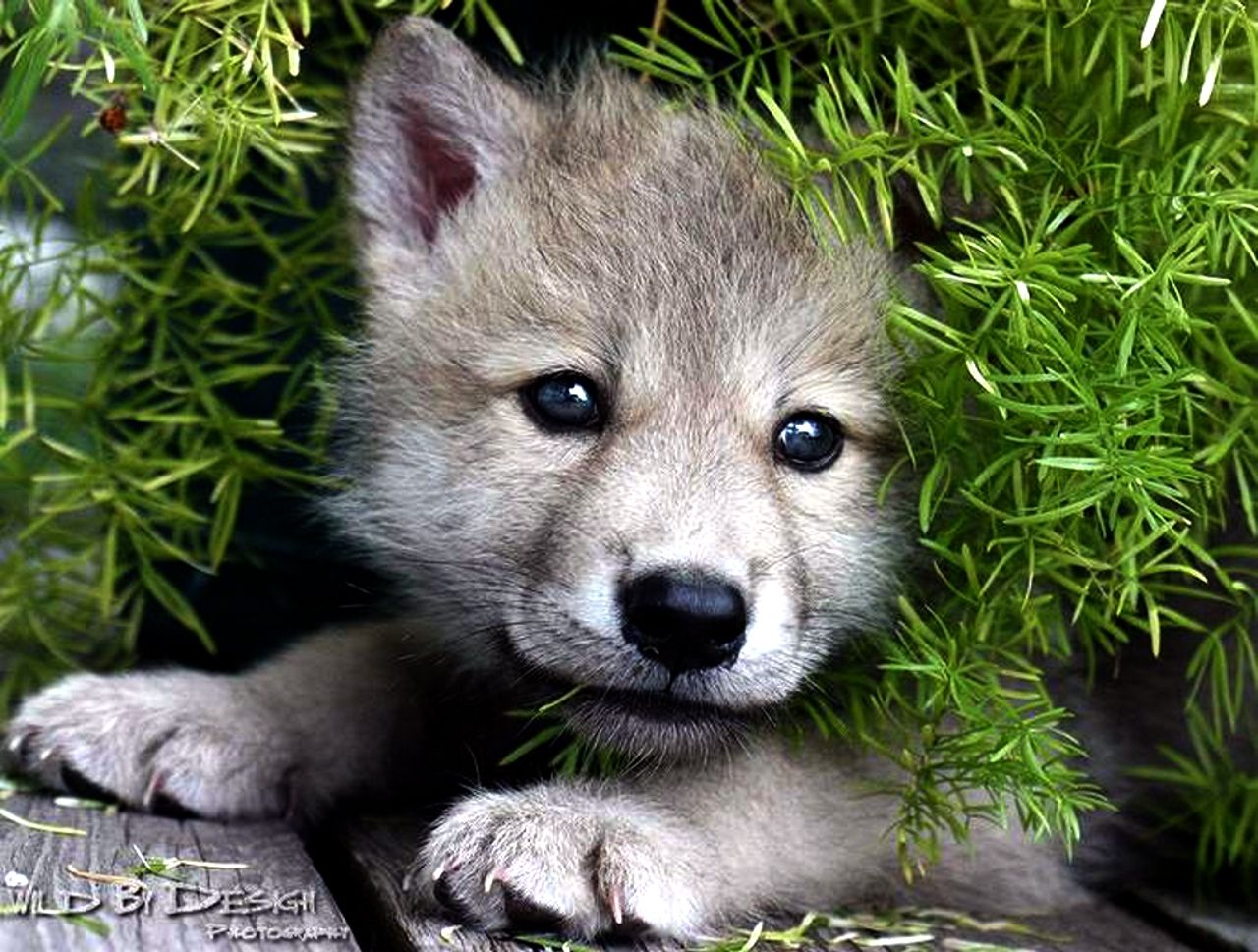 Cute baby wolves wallpapers