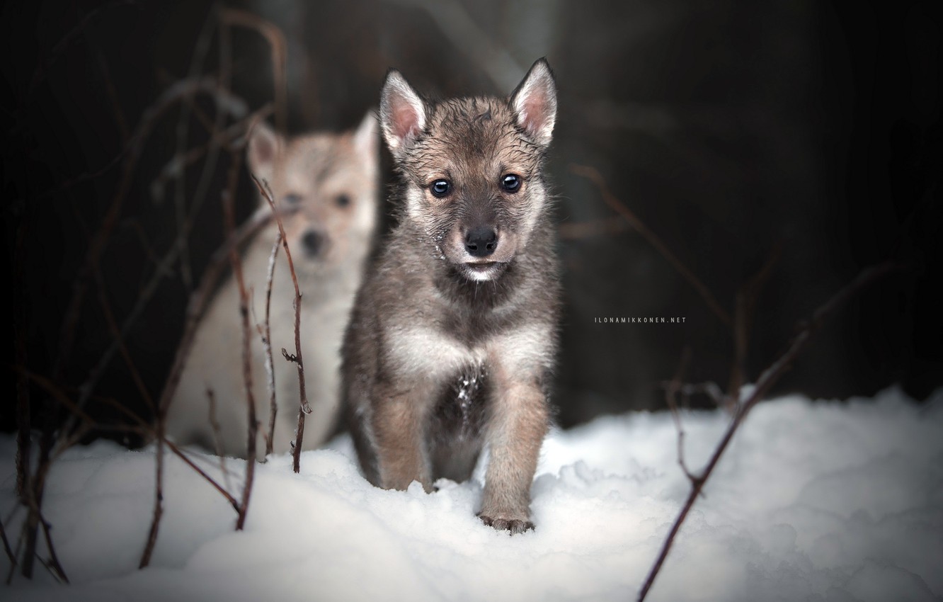 Wallpaper winter dogs nature puppies images for desktop section ñððððºð